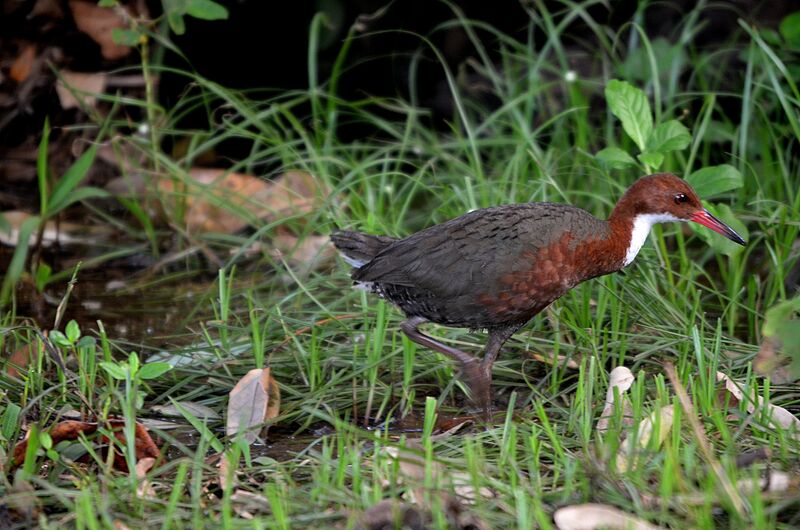 White-throated Rail