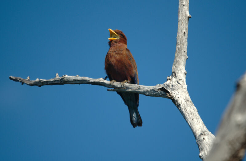 Broad-billed Roller