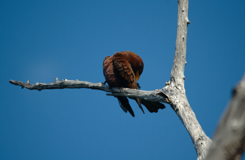 Broad-billed Roller