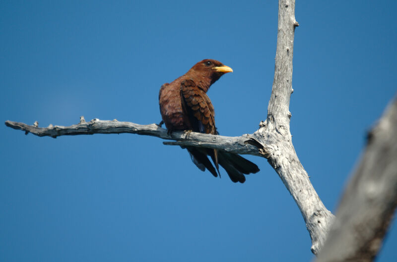 Broad-billed Roller