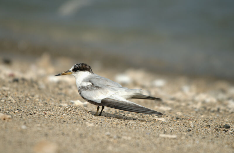 Saunders's Tern