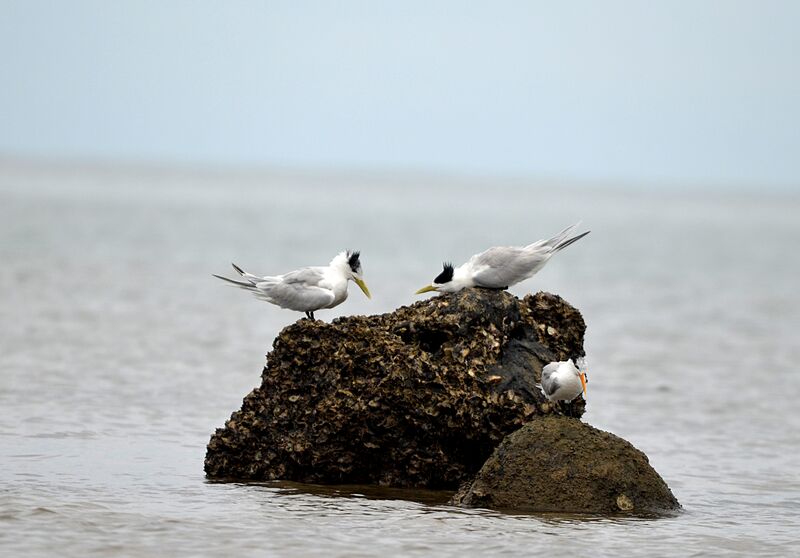 Greater Crested Tern