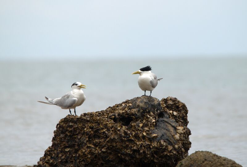 Greater Crested Tern