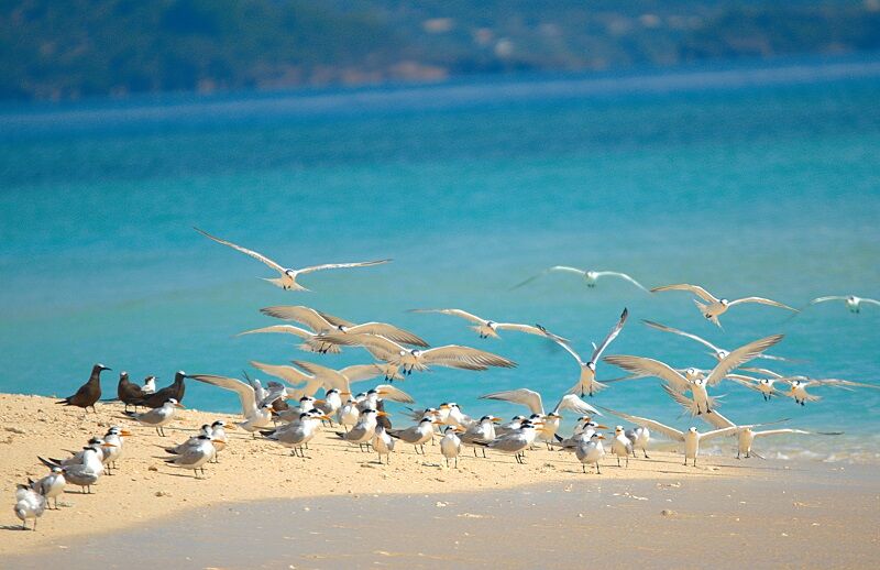 Lesser Crested Tern