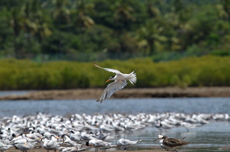 Lesser Crested Tern