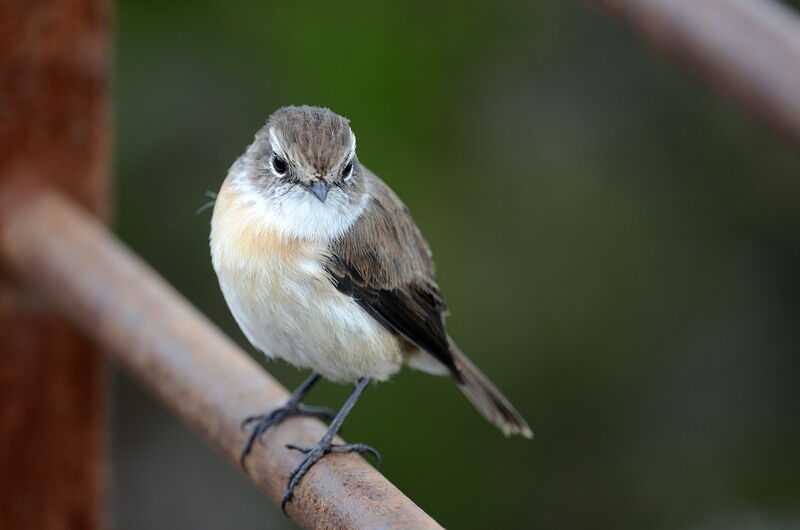 Reunion Stonechat