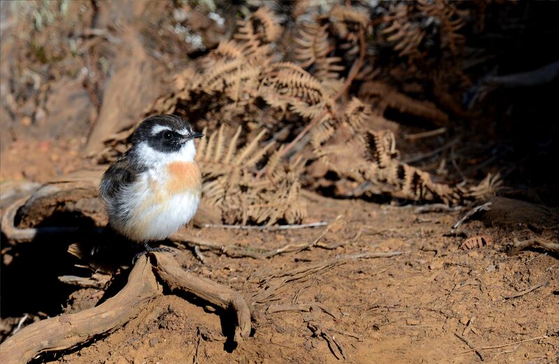 Reunion Stonechat