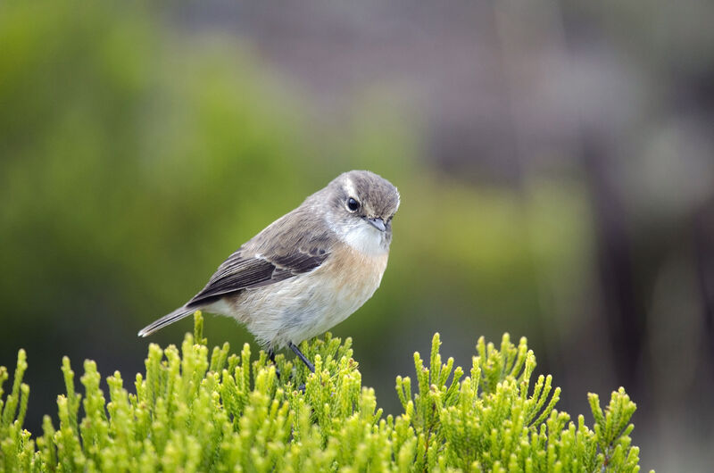 Reunion Stonechat