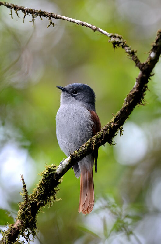 Mascarene Paradise Flycatcher