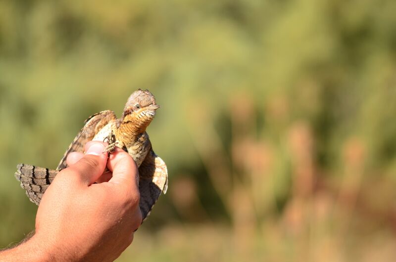 Eurasian Wryneck