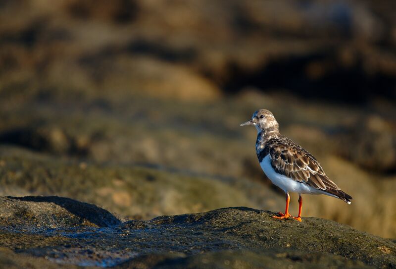 Ruddy Turnstone