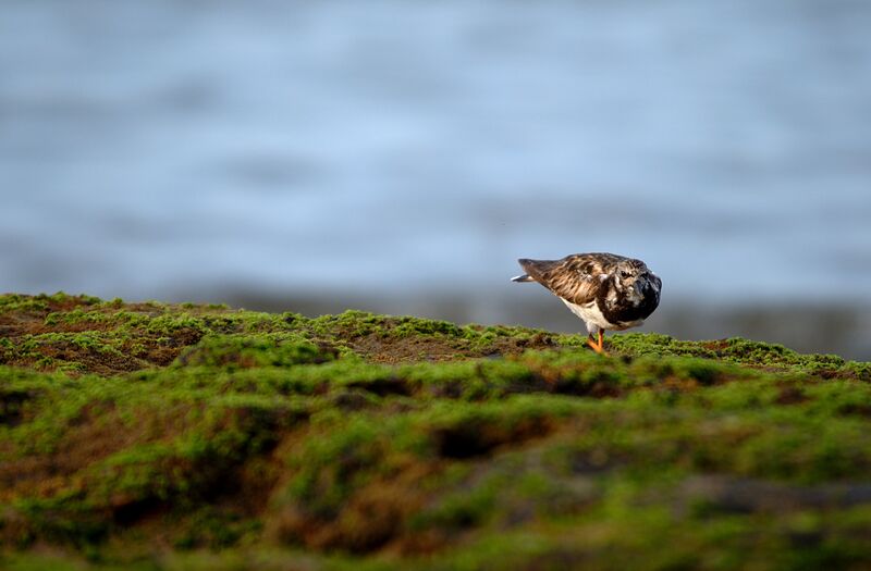 Ruddy Turnstone