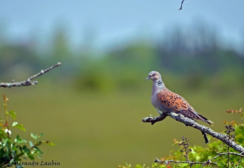 European Turtle Dove