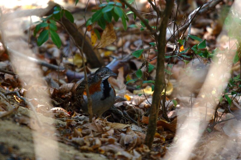 Madagascar Buttonquail