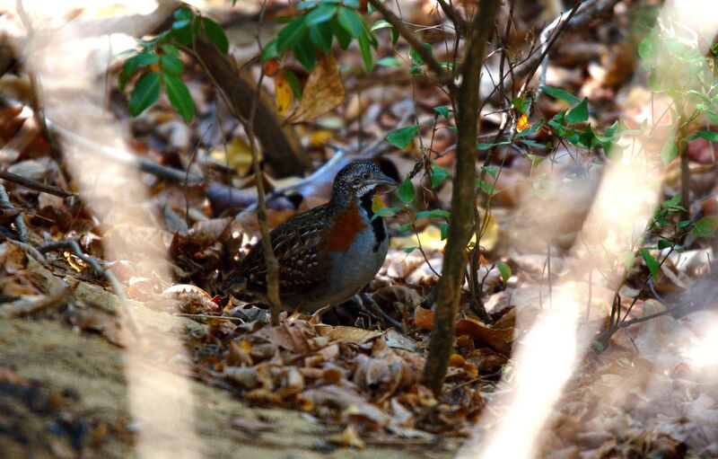 Madagascar Buttonquail