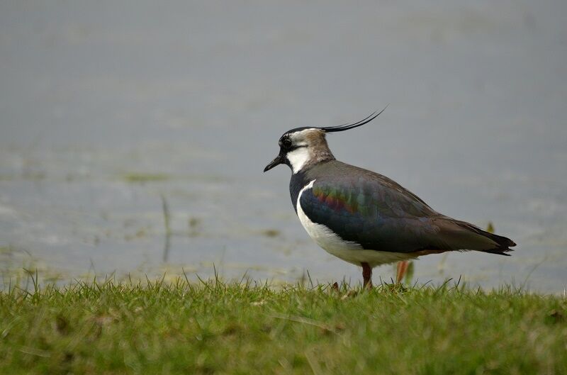 Northern Lapwing