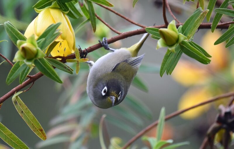 Zostérops de la Réunion