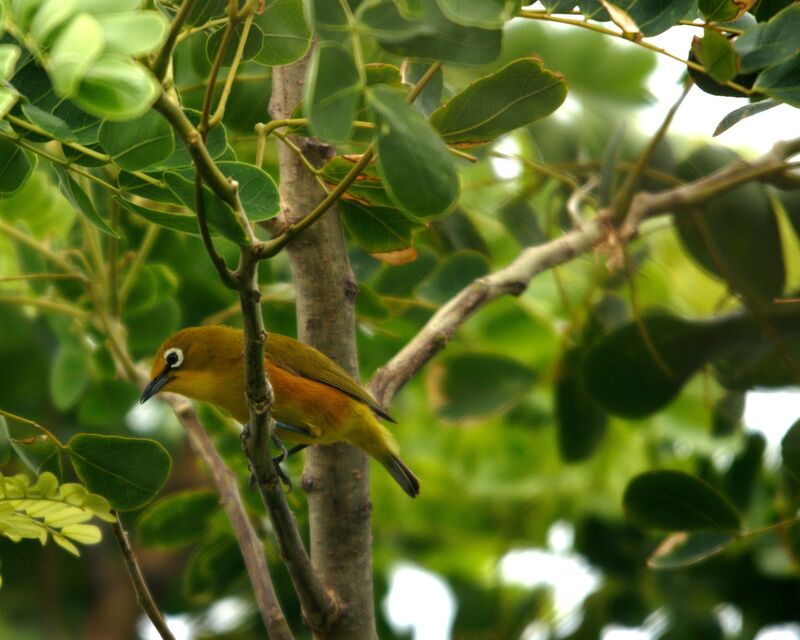 Zostérops de Mayotteadulte, habitat