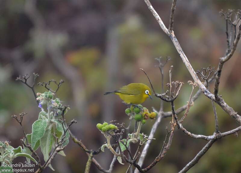 Karthala White-eye