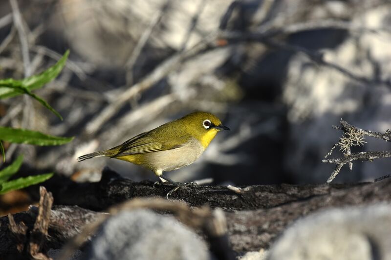 Malagasy White-eye