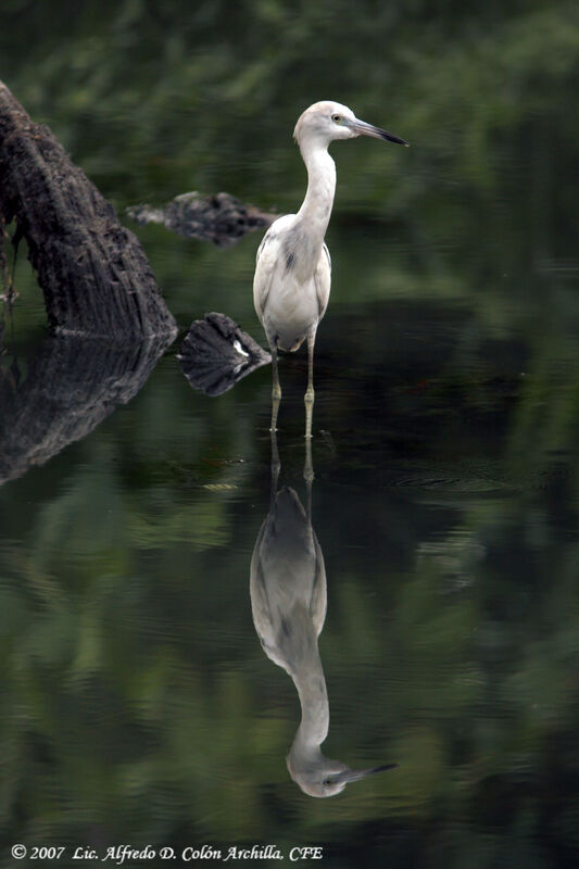 Aigrette bleue