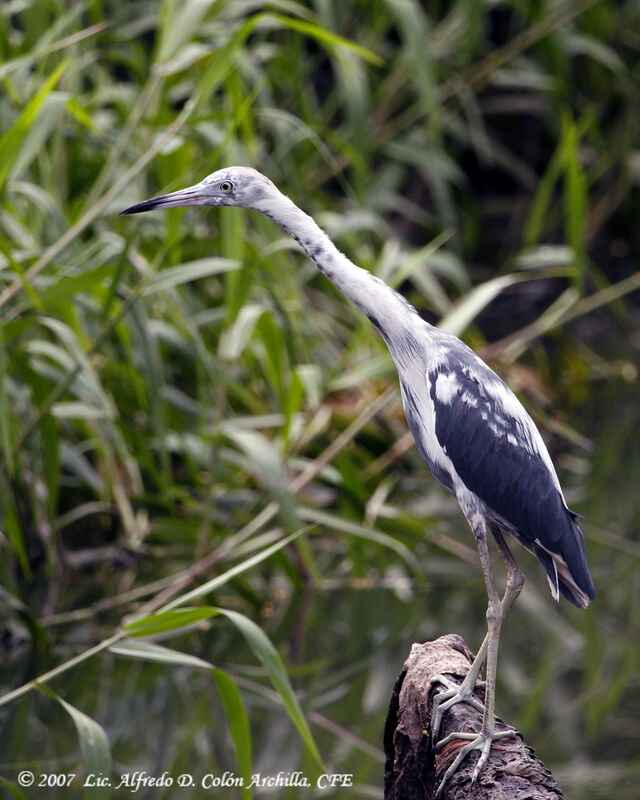 Aigrette bleue