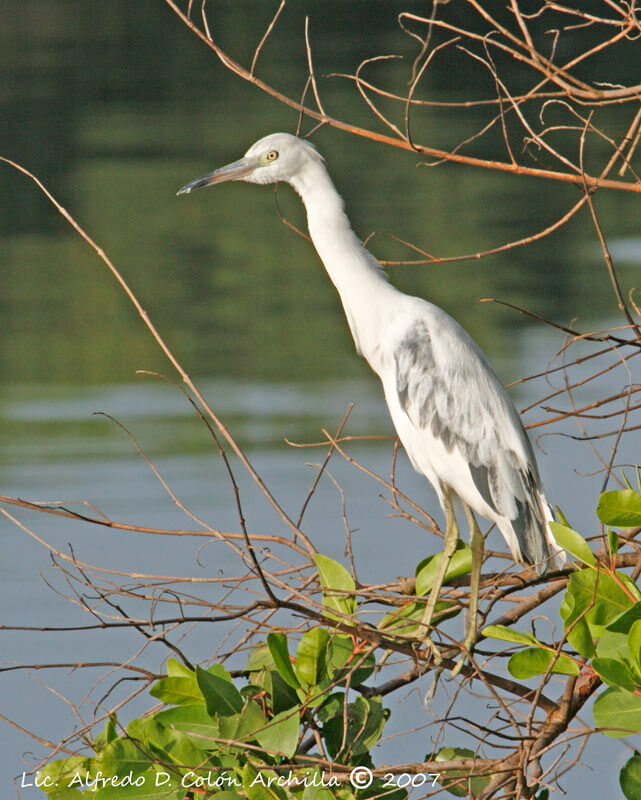 Aigrette bleue