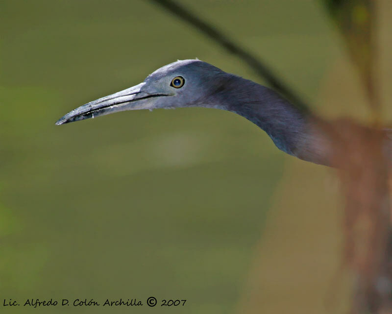 Little Blue Heronadult