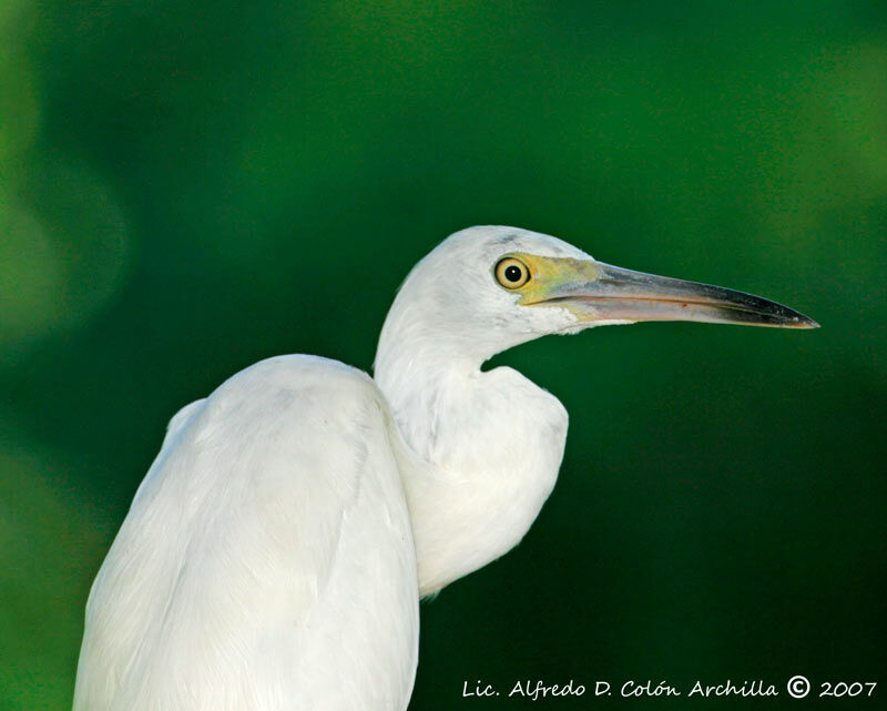 Aigrette bleuejuvénile