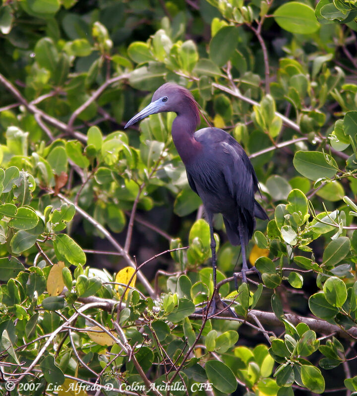 Little Blue Heron