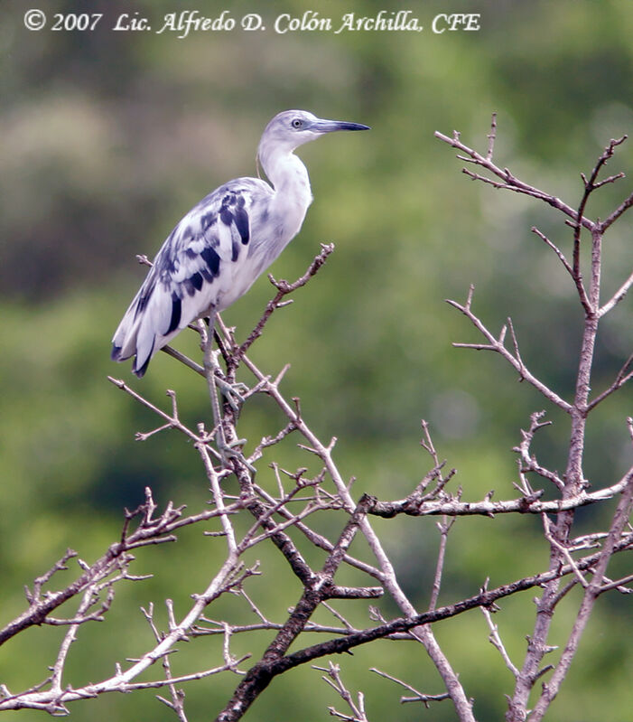 Aigrette bleue