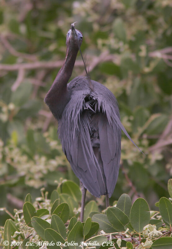 Aigrette bleue