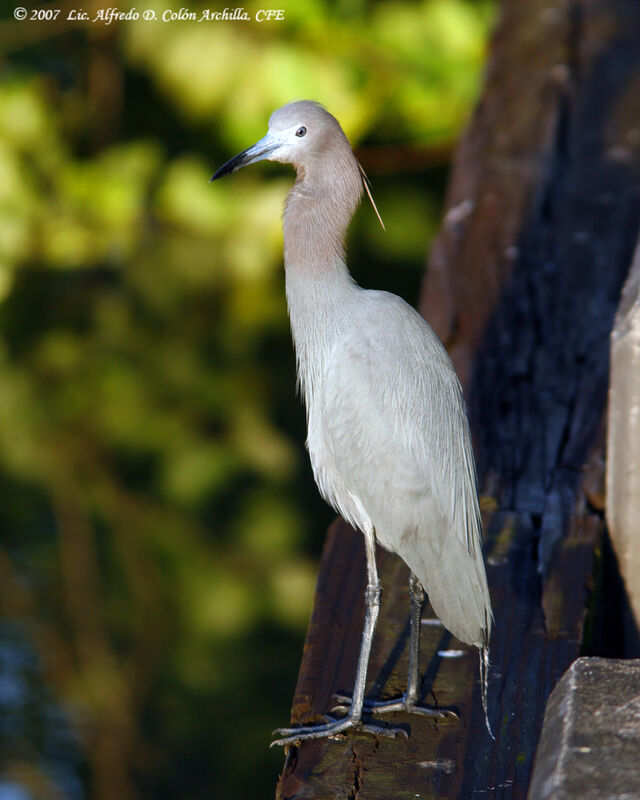 Aigrette bleue