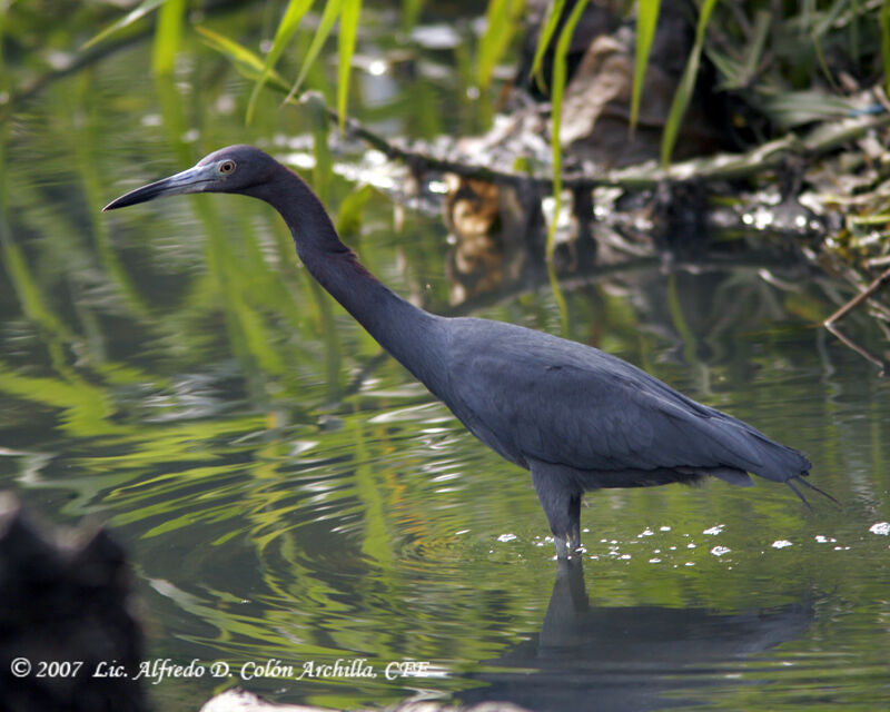 Aigrette bleue