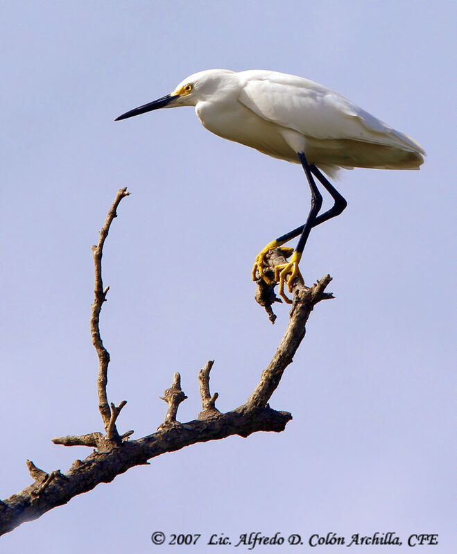 Snowy Egret