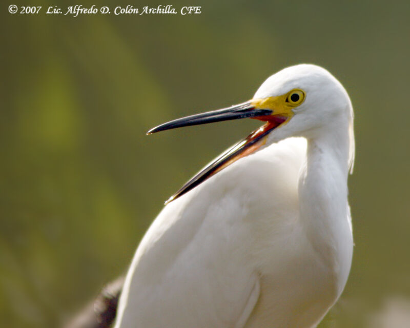 Snowy Egret