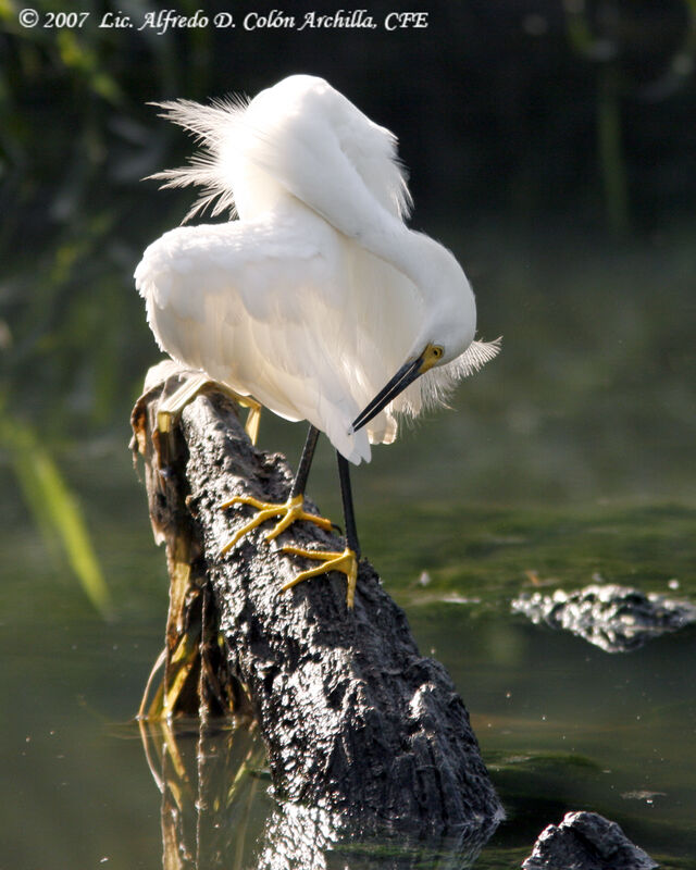 Aigrette neigeuse