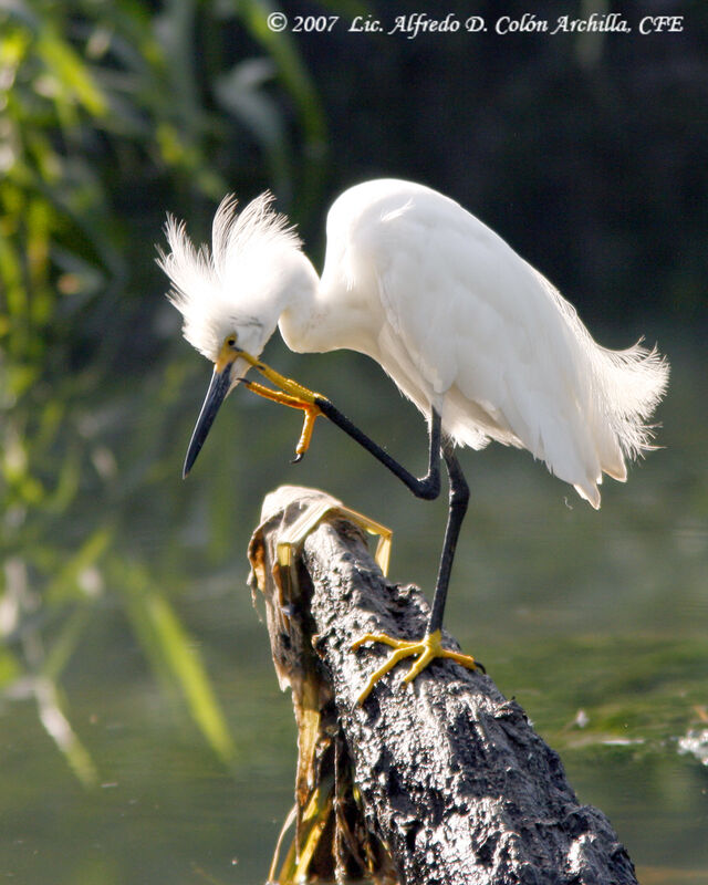 Aigrette neigeuse