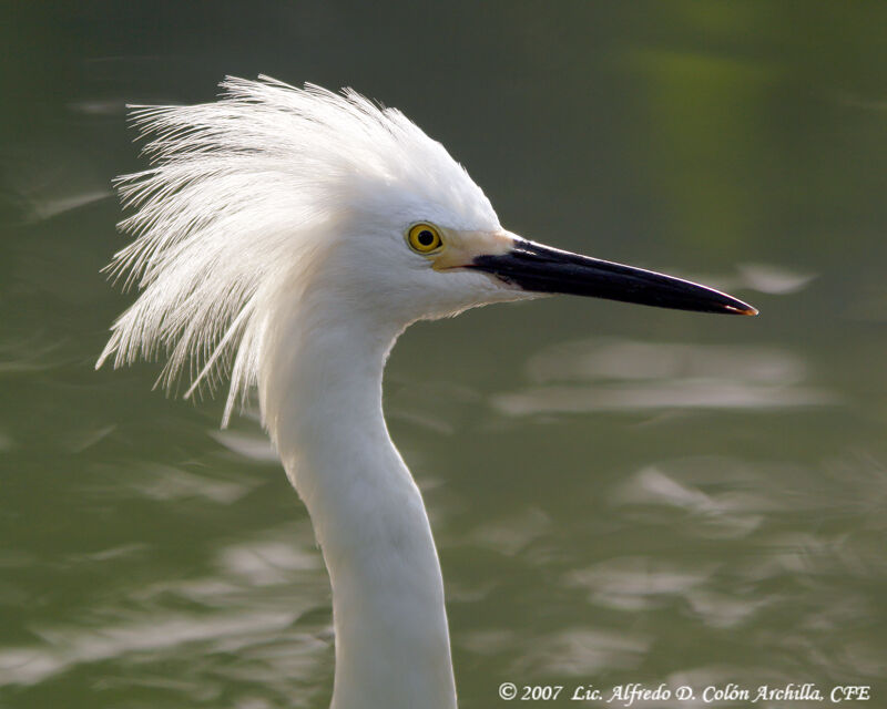 Snowy Egret