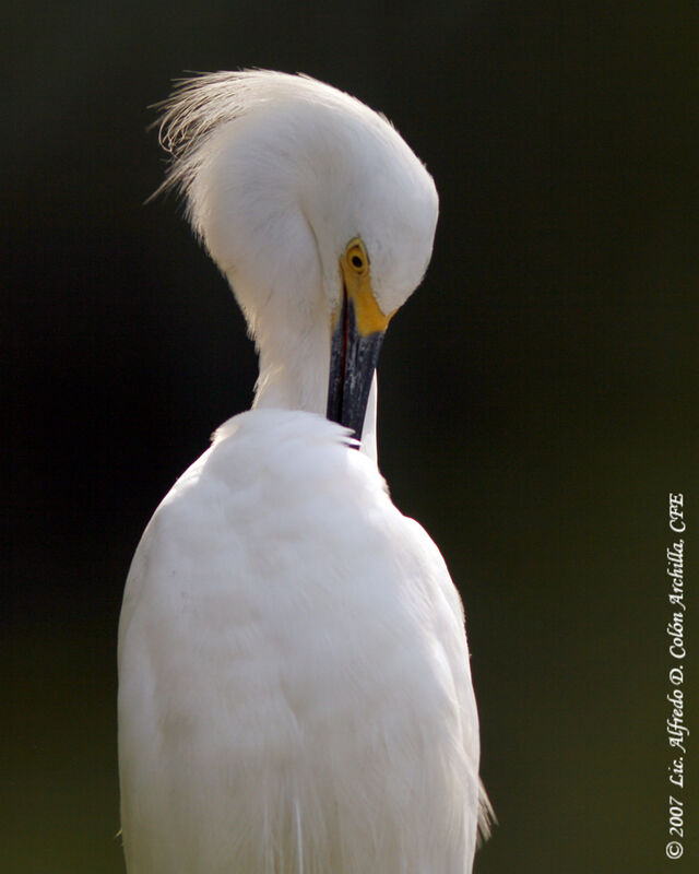 Aigrette neigeuse