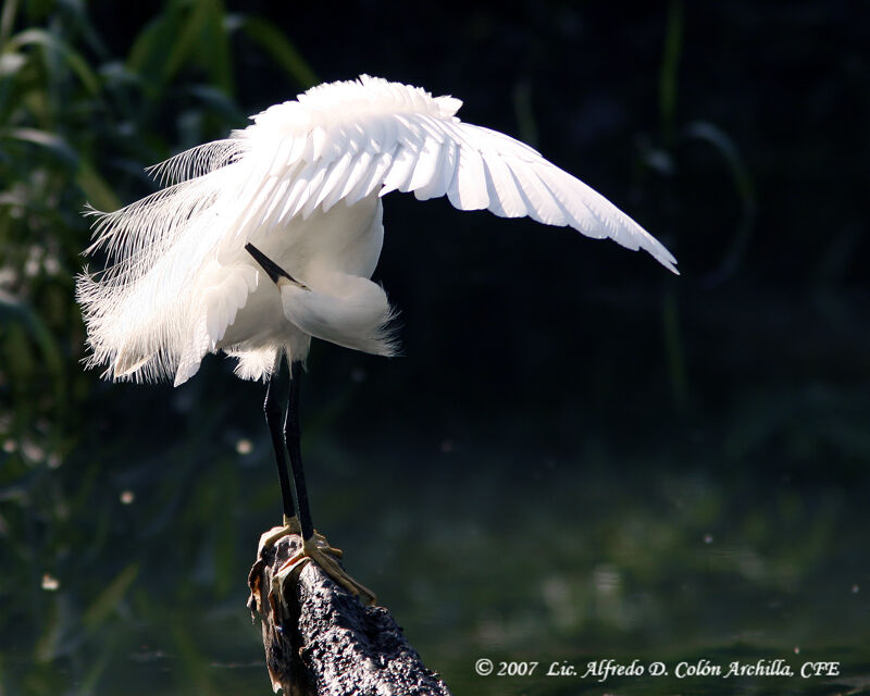 Aigrette neigeuse