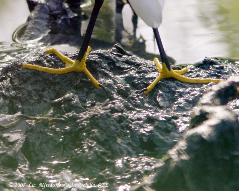 Snowy Egret