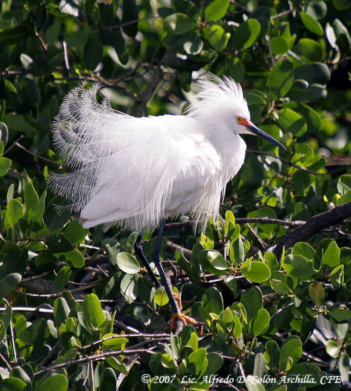 Aigrette neigeuse