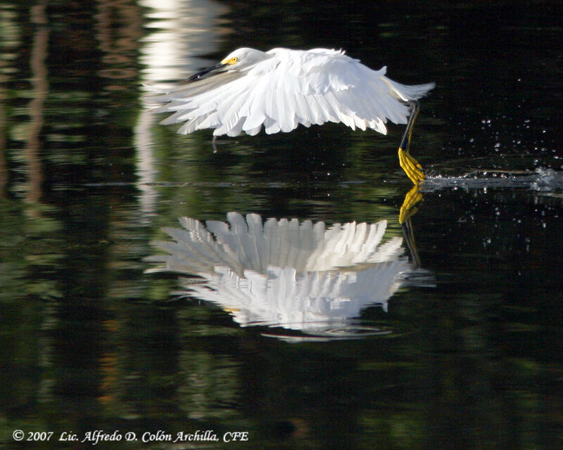 Aigrette neigeuse