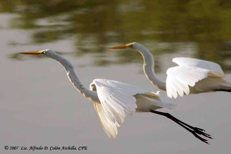 Snowy Egret