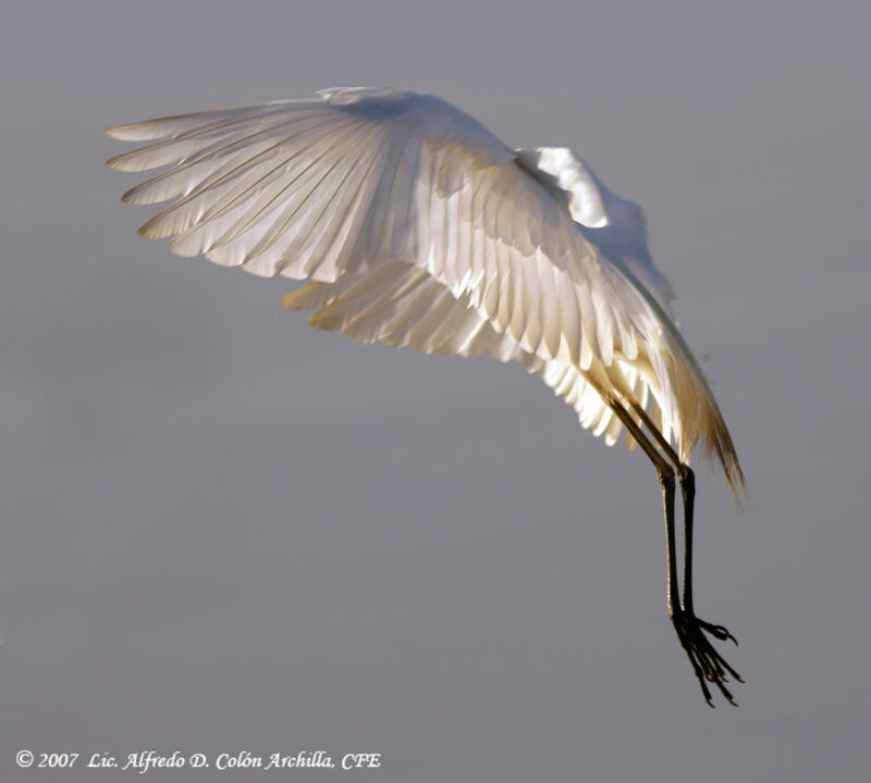 Snowy Egret