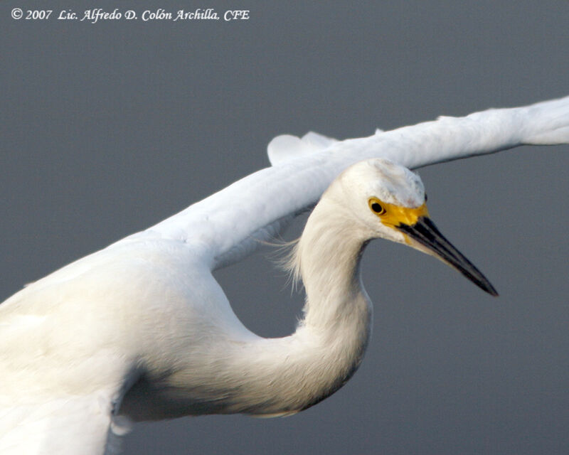 Snowy Egret