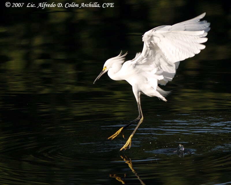 Aigrette neigeuse