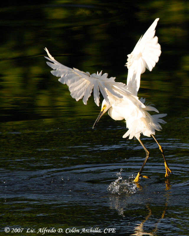 Aigrette neigeuse