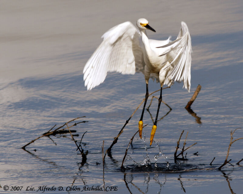 Aigrette neigeuse